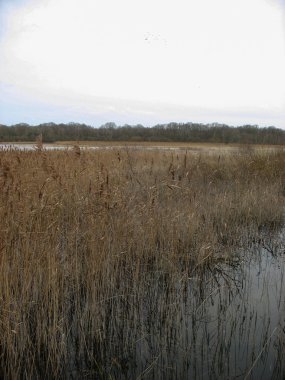 Reedbed yakın bir göl kışın Fransa
