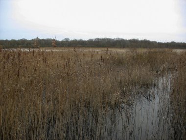 Reedbed yakın bir göl kışın Fransa