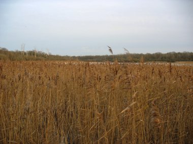 Reedbed yakın bir göl kışın Fransa