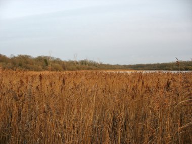 Reedbed yakın bir göl kışın Fransa
