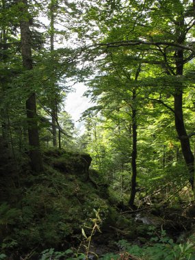 Vosges gizli ormanda