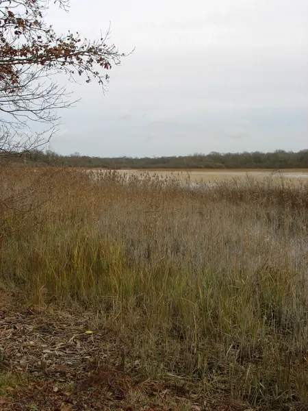 Reedbed yakın bir göl kışın Fransa