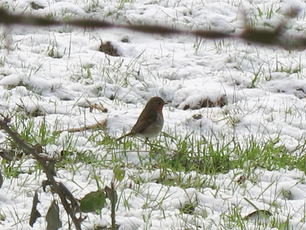 Robin during winter in France — Stock Photo, Image