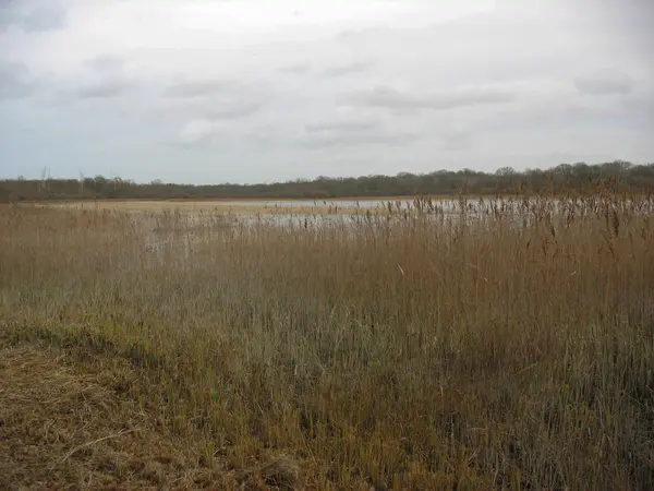 Reedbed near a lake during winter in France — Stock Photo, Image