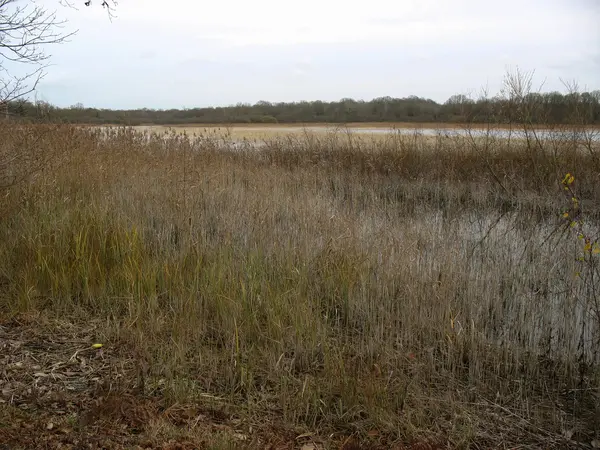 Reedbed near a lake during winter in France — Stock Photo, Image