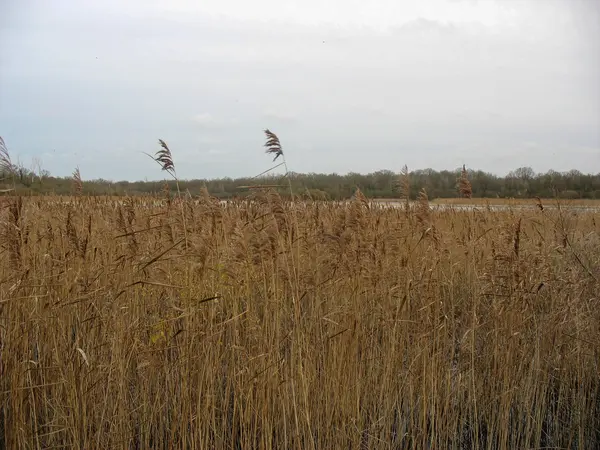 Reedbed near a lake during winter in France — Stock Photo, Image