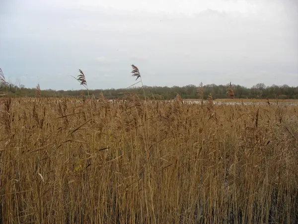 Reedbed perto de um lago durante o inverno na França — Fotografia de Stock