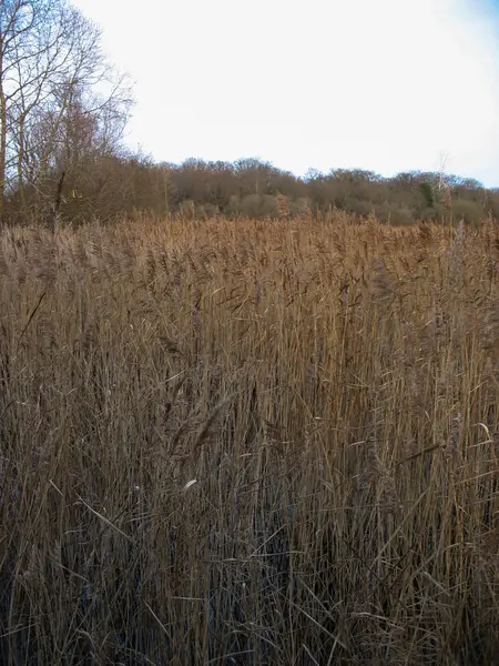 Reedbed near a lake during winter in France — Stock Photo, Image
