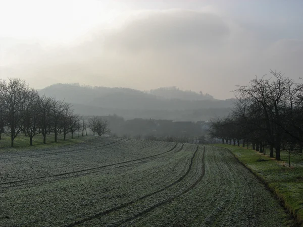 Виноградник и сельская местность зимой — стоковое фото