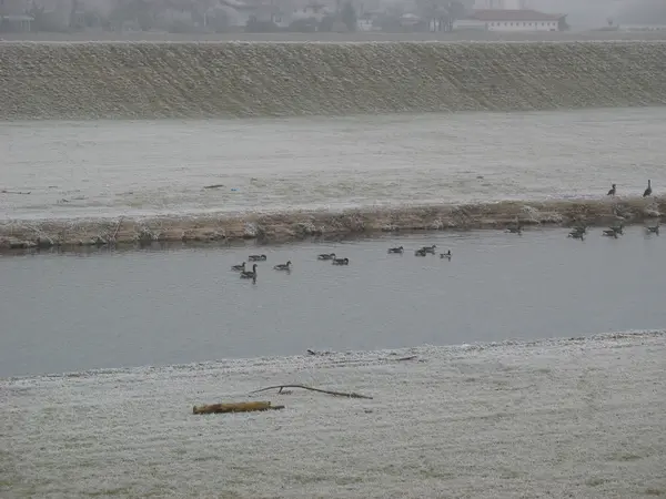 겨울 동안 독일에서 강 — 스톡 사진