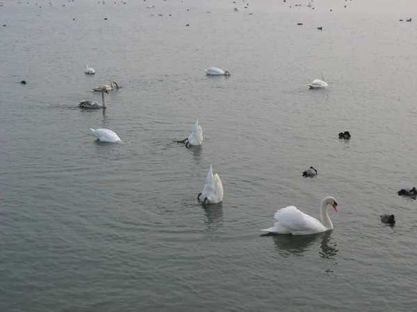 A tó télen a madarak — Stock Fotó