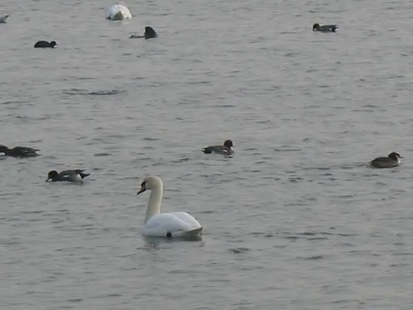 Pássaros em uma lagoa durante o inverno — Fotografia de Stock