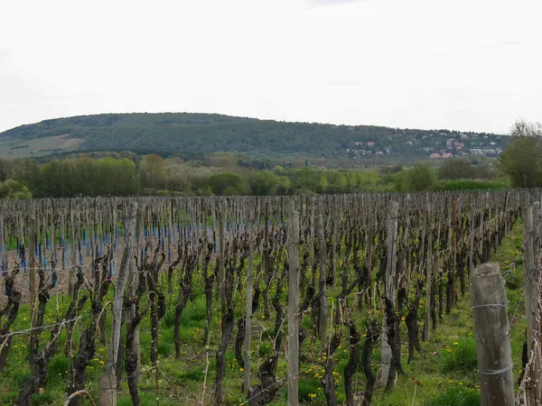 Wijngaard en het landschap in het voorjaar — Stockfoto
