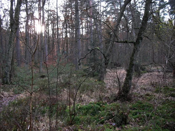 Pântano nos Vosges — Fotografia de Stock