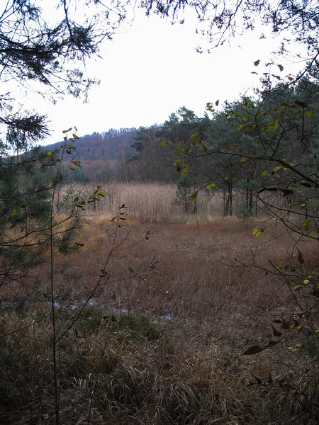 Tourbière dans les Vosges — Photo