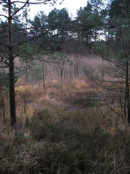 Bog in the Vosges — Stock Photo, Image