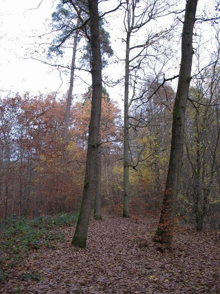 Forest in autumn in the Vosges — Stock Photo, Image