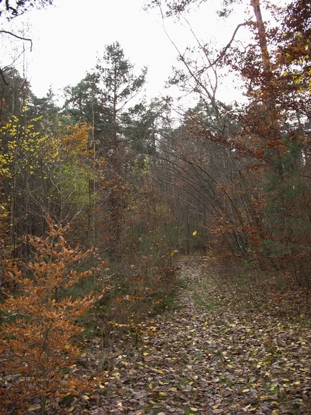 Skogen under hösten i Vogeserna — Stockfoto