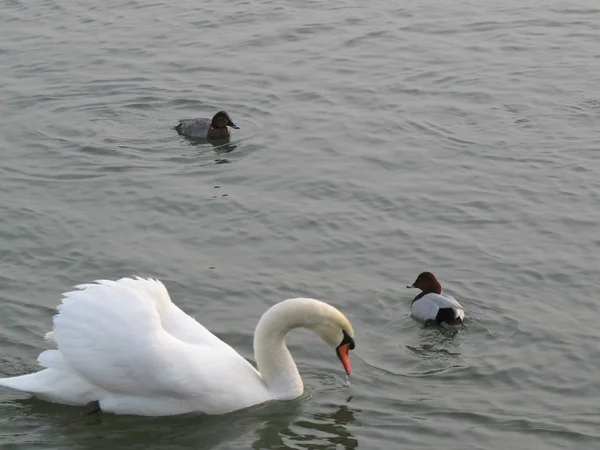 Aves en un estanque durante el invierno Imagen de archivo