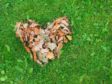 Sonbaharda düşen kalp şeklinde sonbahar yaprakları. Sonbahar mevsiminde bahçıvanlık. Yapraklardan çimleri temizliyorum. Boşluğu kopyala