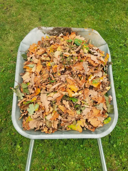 Kruiwagen Vol Gedroogde Bladeren Grasreiniging Van Bladeren — Stockfoto