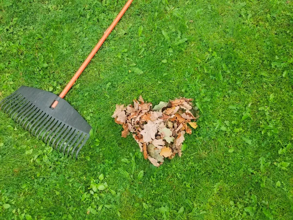 Mucchio Foglie Autunnali Con Rastrello Ventaglio Sul Prato Autunno Giardinaggio — Foto Stock