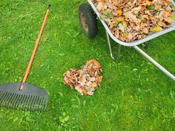 Raking fall leaves in garden. Wheelbarrow full of dried leaves. Autumn leaf cleaning. Heart shaped pile of fall leaves with fan rake on lawn