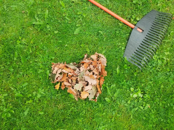 Stapel Herfstbladeren Met Waaierhark Het Gazon Herfst Tuinieren Tijdens Het Stockfoto