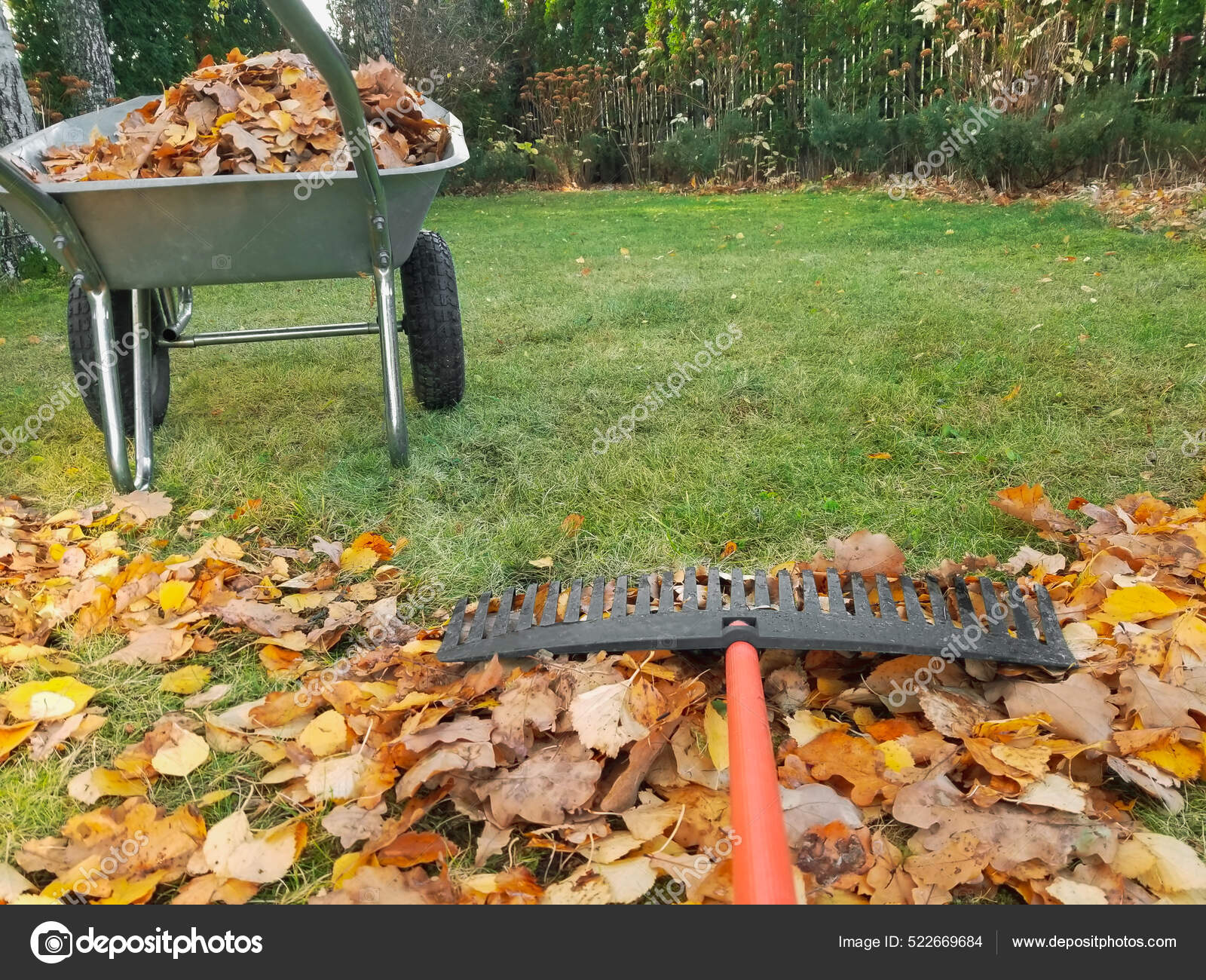 Wheelbarrow Full Dried Leaves Cleaning Lawn Leaves Copy Space Stock ...