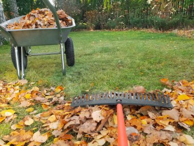 El arabası kuru yapraklarla dolu. Yapraklardan çimleri temizliyorum. Boşluğu kopyala