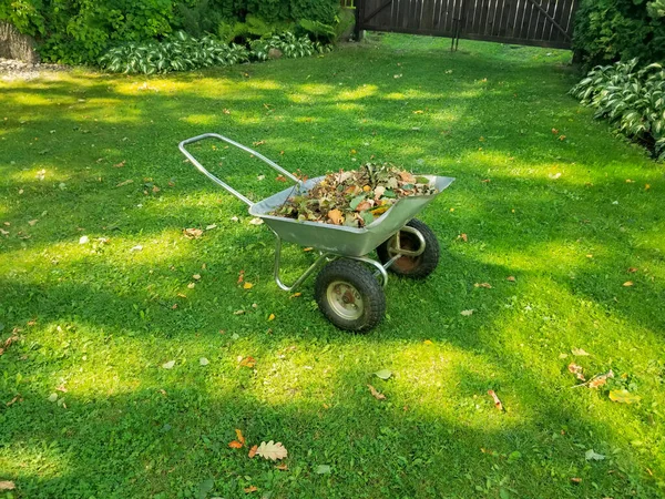 Wheelbarrow Full Dried Leaves Cleaning Lawn Leaves Copy Space — Stock Photo, Image