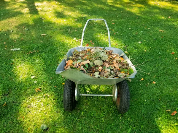 Wheelbarrow Full Dried Leaves Cleaning Lawn Leaves Copy Space — Stock Photo, Image