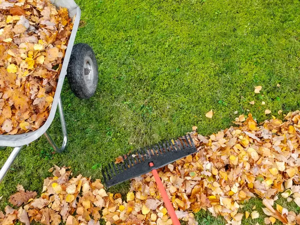 Wheelbarrow Full Dried Leaves Cleaning Lawn Leaves Copy Space — Stock Photo, Image