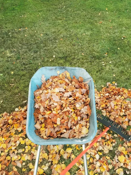 Wheelbarrow Full Dried Leaves Cleaning Lawn Leaves Copy Space — Stock Photo, Image