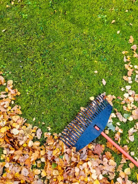乾燥した葉でいっぱいのウィールバロー 葉から芝生を掃除する スペースのコピー ストック画像