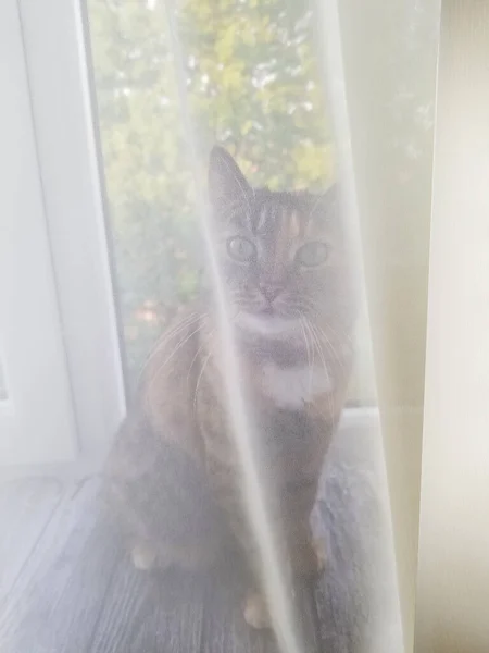 Домашняя Кошка Спряталась Прозрачными Занавесками — стоковое фото