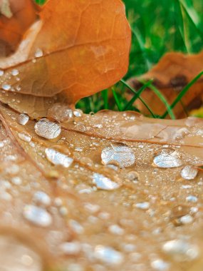 Çiy damlaları ile sonbahar yaprağı, makro çekim