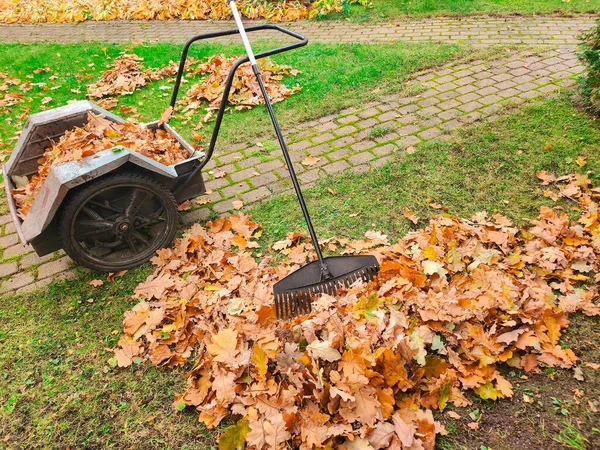 Rastrillar Hojas Caídas Otoño Del Césped Del Patio Trasero Otoño —  Fotos de Stock