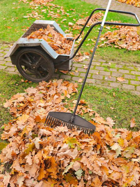Сгребать осенние листья с лужайки на заднем дворе. Сцена в саду с рейкой и тачкой. Тачка с сушеными листьями, уборка листвы