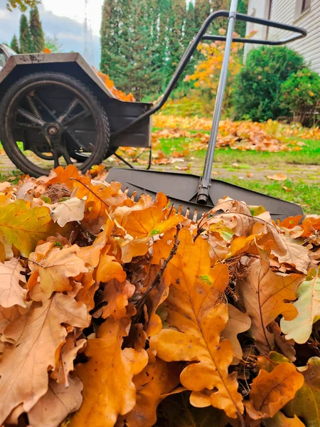 Fan Rake Pile Fallen Leaves Garden Close View — Stock Photo, Image