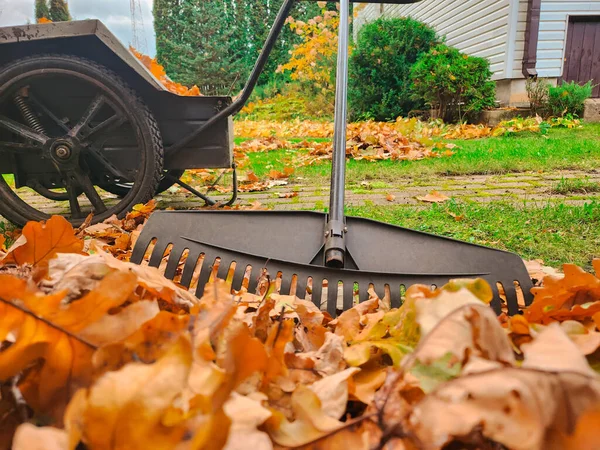 Ventilador Ancinho Pilha Folhas Caídas Jardim Vista Perto — Fotografia de Stock