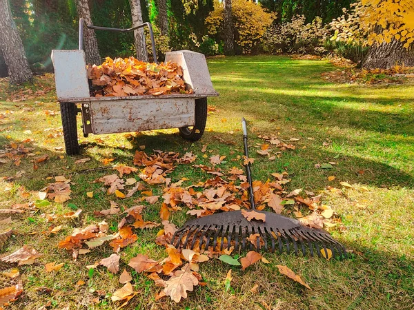 Raking Autunno Foglie Cadute Dal Prato Cortile Scena Giardino Autunnale — Foto Stock