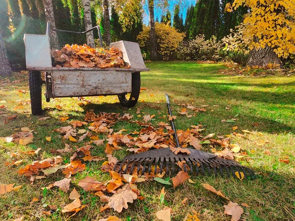 Raking Autunno Foglie Cadute Dal Prato Cortile Scena Giardino Autunnale — Foto Stock