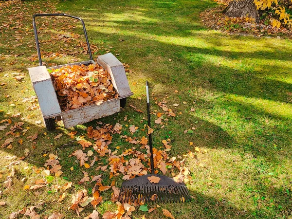 Zgrabianie Opadłych Jesiennych Liści Podwórka Jesienna Scena Ogrodowa Grabiami Taczką — Zdjęcie stockowe
