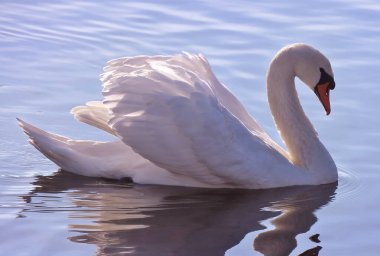 Zarif Kuğu kanatlarını açıyor ve güzel tüylerini sergiliyor. 