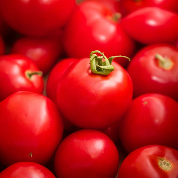 Frische Tomaten — Stockfoto