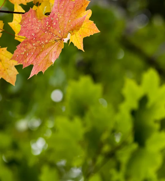 Fondo de otoño — Foto de Stock