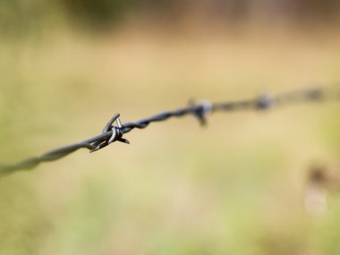 Champ de maïs à la récolte