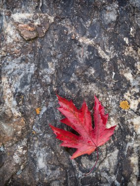 rock kırmızı akçaağaç yaprağı