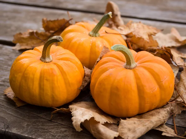 Fall pumpkins — Stock Photo, Image